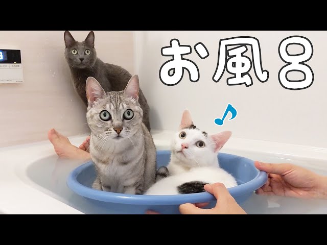 寒い日は猫たちとお風呂に入ります！