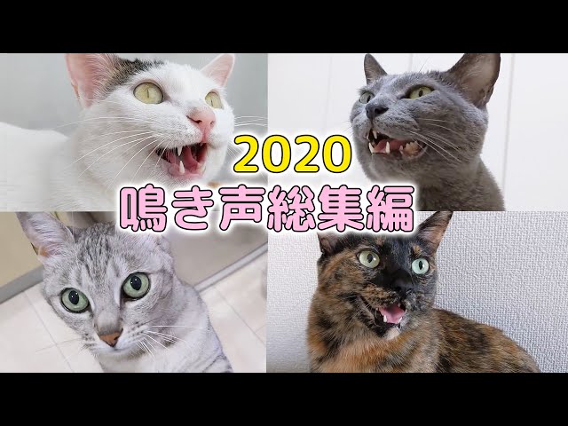 2020年の猫4匹の鳴き声をまとめました！