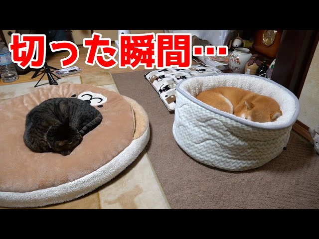 柴犬と猫が熟睡の時、ストーブを切ったらめちゃ文句言ってきた shiba inu