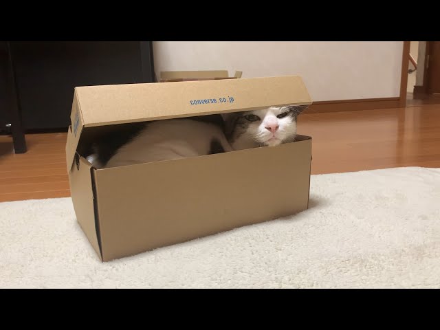 箱でくつろぐ猫と隠れているつもりの猫