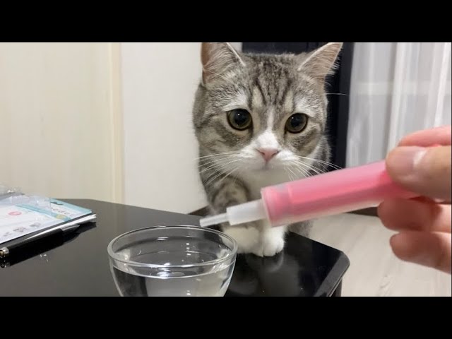 猫が水をがぶ飲みしちゃう秘密の方法がこちらです…