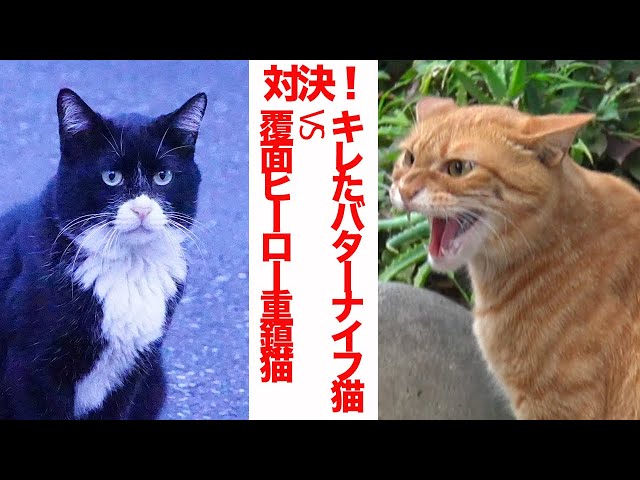 激突！キレたバターナイフ猫vs覆面ヒーローの重鎮猫 The legendary boss cat ‘Yongo/Kuro’ Ep.29(and #3 tabby)