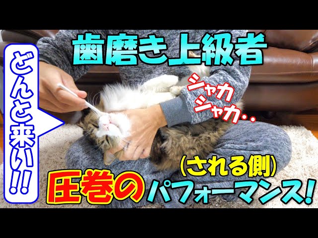 歯磨き上級者の猫ボス吉はどんなにシャカシャカされても全く動じない！