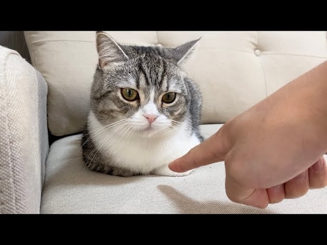 香箱座りの猫に何度も指ズボするとこうなります…汗