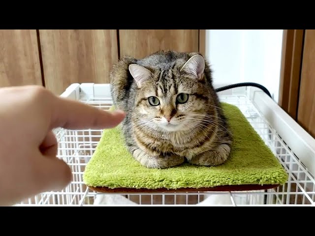 ヒーターの上で香箱座りしている猫に指を入れると…。
