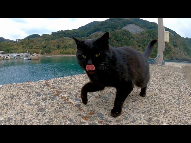 防波堤で出会った黒猫を撫でるとゴロゴロ言いながらすり寄ってきてカワイイ