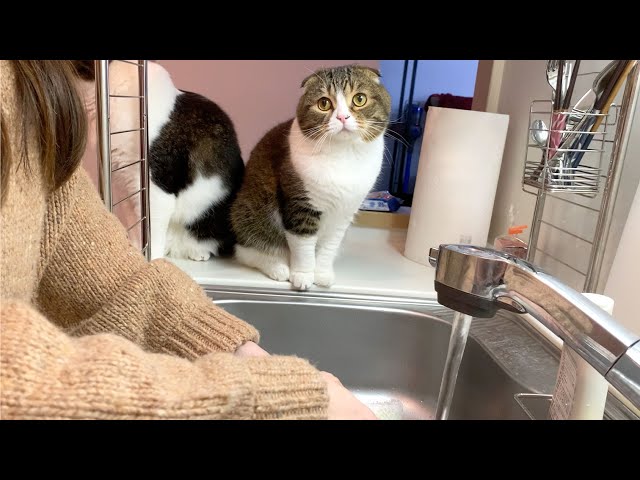 ママの洗い物を見守るのが大好きな猫