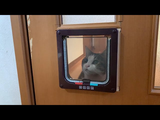 猫扉から開けてほしそうに見つめる猫