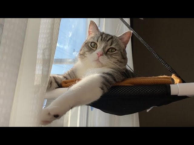 窓にハンモックをつけたら、猫がとうとう動けなくなりました笑