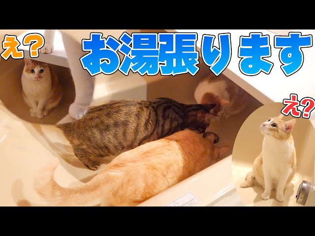 猫たちがお風呂の中にいるけど構わずお湯を張ります【びしょ濡れ】