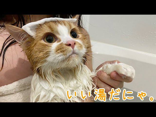 【猫と混浴】やんちゃな子猫を初めてお風呂に入れてみた