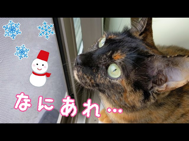 生まれて初めて雪を見た猫の反応