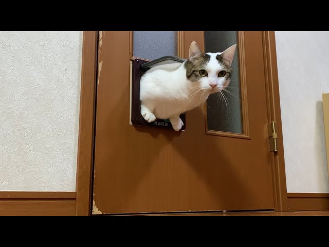 豆大福が猫扉を通れるようになった練習方法はコレ！