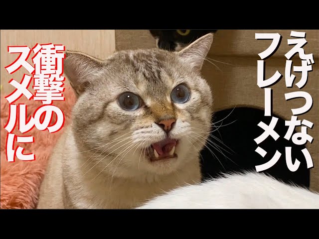 顔面力のレスキュー猫、えげつないフレーメン反応を見せる The rescued cat’s stinky face