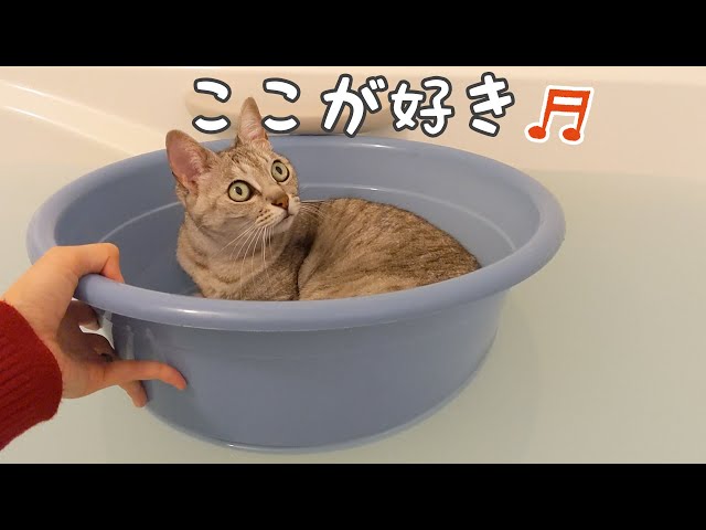 お風呂が好きすぎて動かない猫