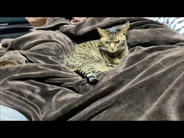 凶暴猫と俺の布団で寝ようとした結果…