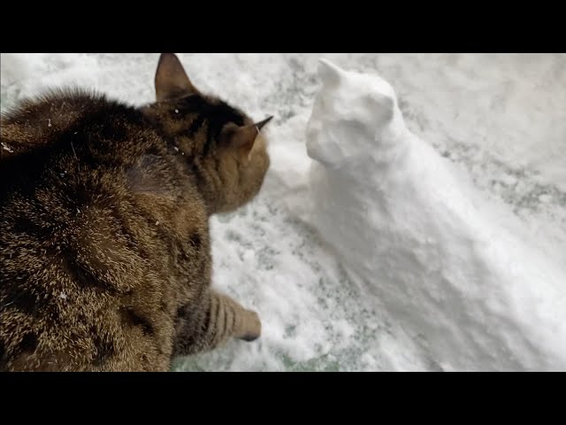 凶暴猫に雪で作った猫を見せた結果…