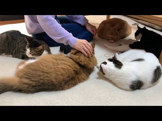 猫5匹に囲まれて幸せなお母さん