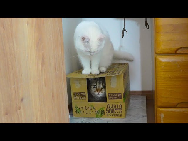 箱に入りたくて上から圧をかけ続ける猫！