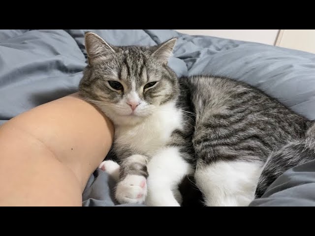 腕枕してもらってご機嫌なおもち猫と一緒に添い寝します。。。