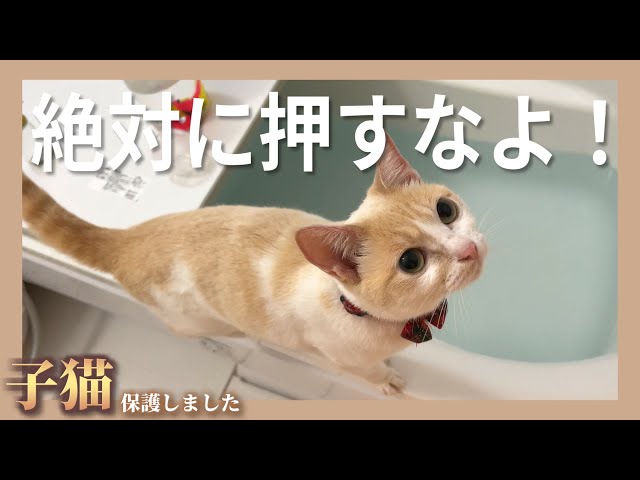 【悲報】押してないのにお風呂にダイブする猫