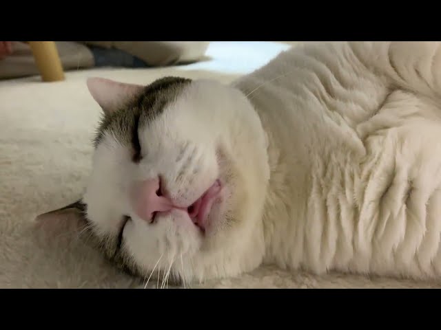 ３分間、口を開けて寝ている猫をご覧ください