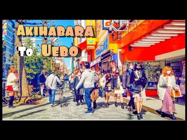 【4K】Japan Walk – Tokyo ,Akihabara to Ueno park with Some early cherry blossom,秋葉原,上野公園,桜の花#tokyo