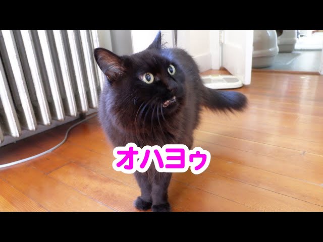 【しゃべる猫】猫が日本語でハキハキと挨拶する様子【しおちゃん】