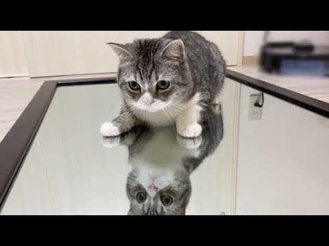 猫が鏡の上を歩いたらびっくりしてこうなりましたww