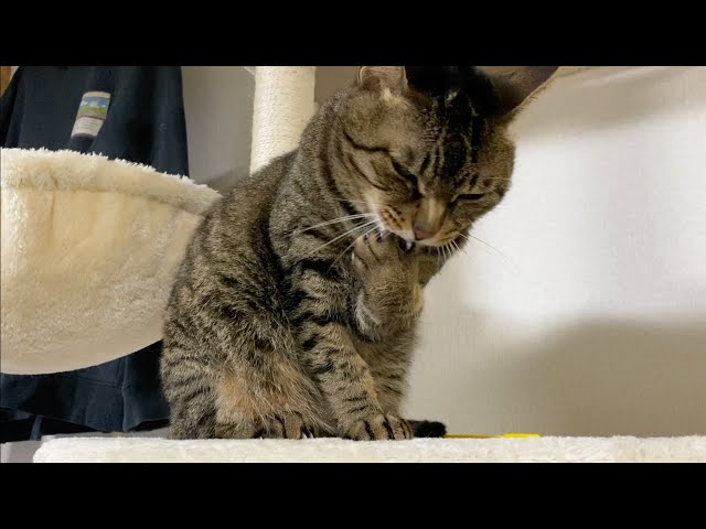 お手入れ中の凶暴猫に触った結果…