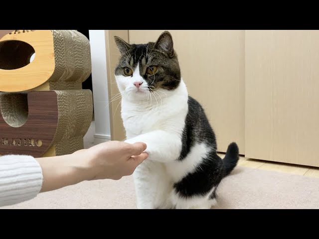 お手を完璧にマスターした猫！