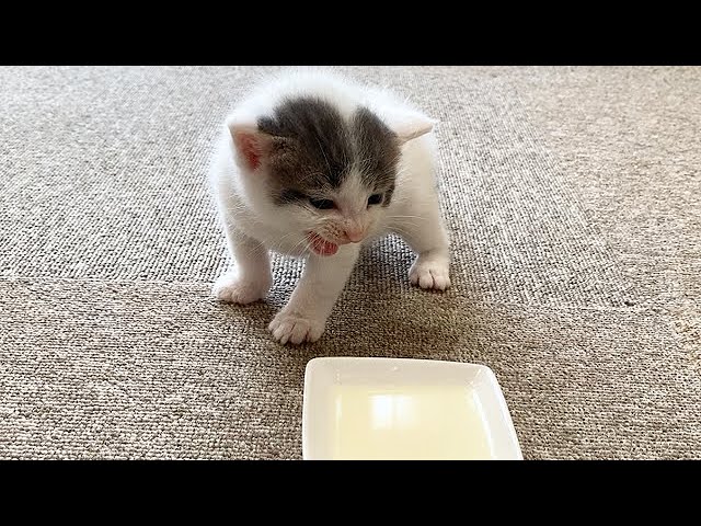 赤ちゃん猫に初めてお皿からミルクをあげてみました
