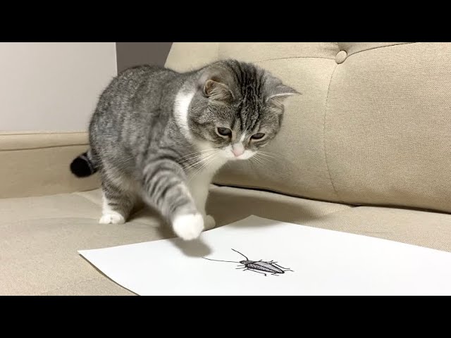 ゴキブリを描いて猫に見せたらまさかの反応に…w