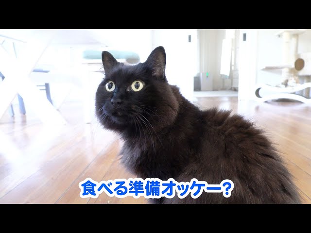 【しゃべる猫】飼い猫に日本語でハッキリと「親不孝！」と言われました【しおちゃん】