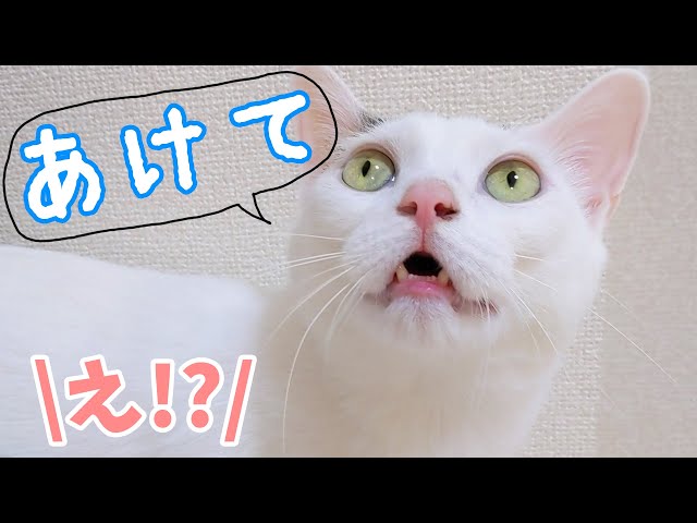 ママが言ったことを理解して日本語で返事するお喋り猫チロさん