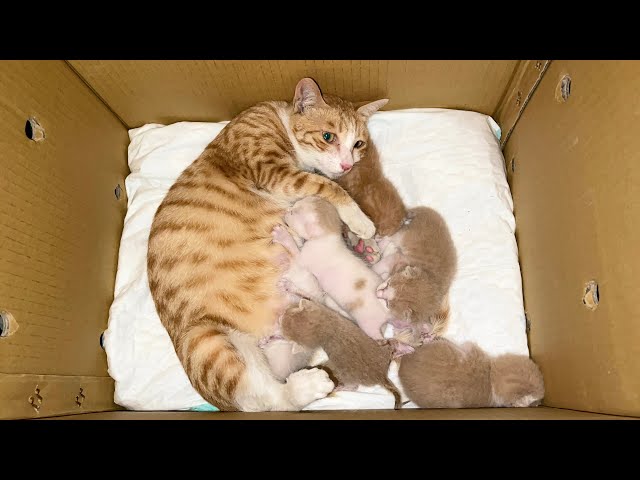 流浪猫带着五只宝宝求收养，一家六口搬进新家那刻，母猫感动落泪