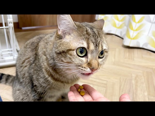 うちの猫は手であげないとごはんを食べてくれません。