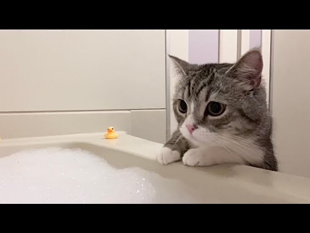 猫が初めて泡風呂を見たらびっくりしすぎてこうなりましたw