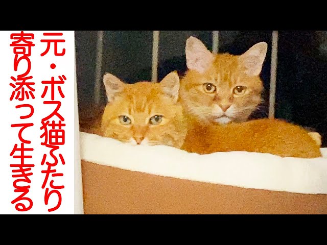 街のアイドル猫、引退後も男気を見せて魅了する Two ex-boss cats’ friendship