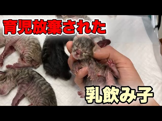 母猫から育児放棄され産み落とされた子猫達をレスキュー【We rescued kittens】