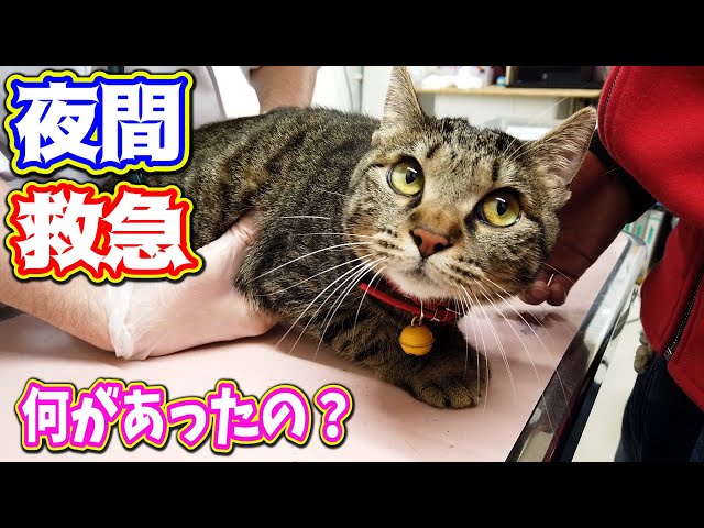 夜間救急 愛猫が足を引きずってる何があったの？ Kitten Cat Japanese traditional house