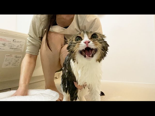 8ヶ月ぶりにママとお風呂に入ったパパ猫🐈