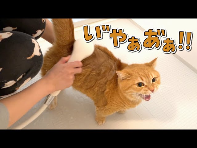 苦手なお風呂で助けを求めて泣き叫ぶ猫が可愛い！