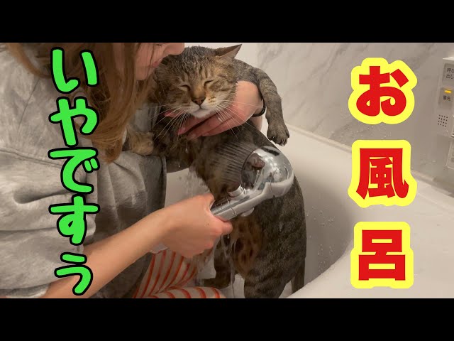 2回目のお風呂も全力で嫌がってしまう猫。