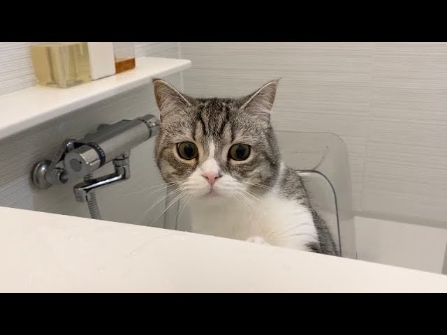 長風呂してると溺れてないか心配で確認しにくる猫がこちらです…w