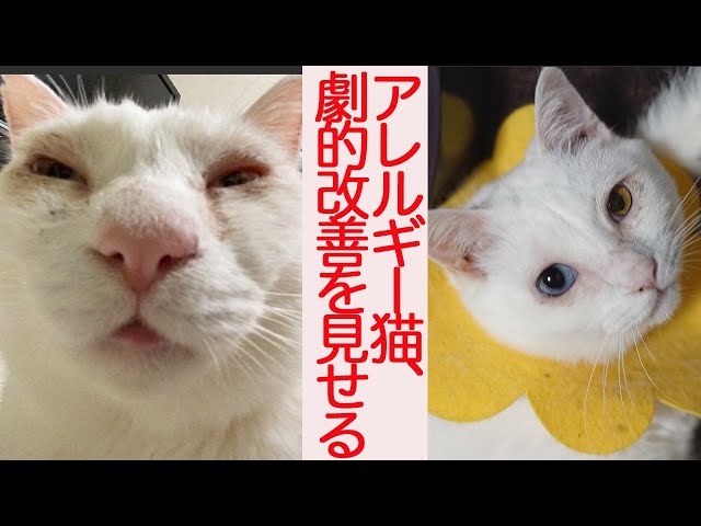 猫型珍獣のアレルギー、劇的な改善を見せる The odd-eye cat’s allergy
