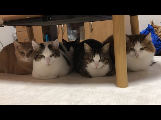 冬限定！寄り添って香箱座りする５匹の猫