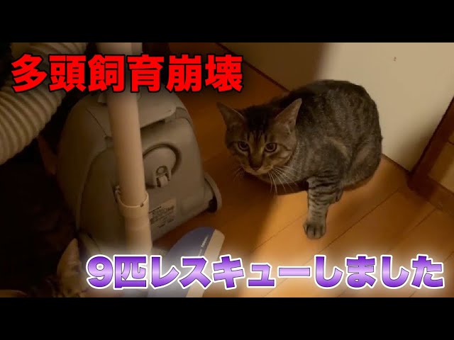 多頭崩壊宅から猫達を保護〜前編〜　【Animal hoarding】