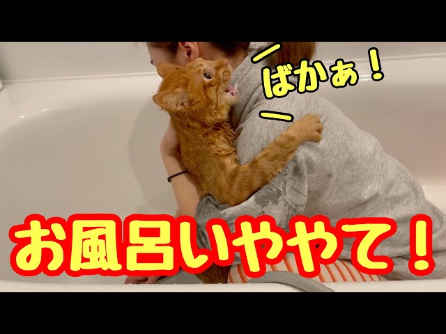 ビビり猫をお風呂に入れたら泣き叫んでしまいました。