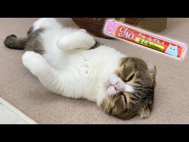 寝ている猫にチュール食べるか聞いたらヤバすぎたwww